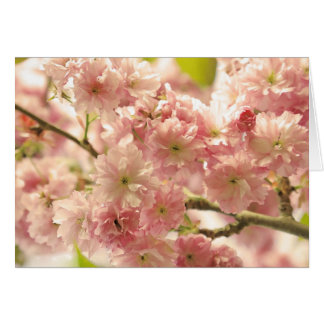 Cherry Blossom