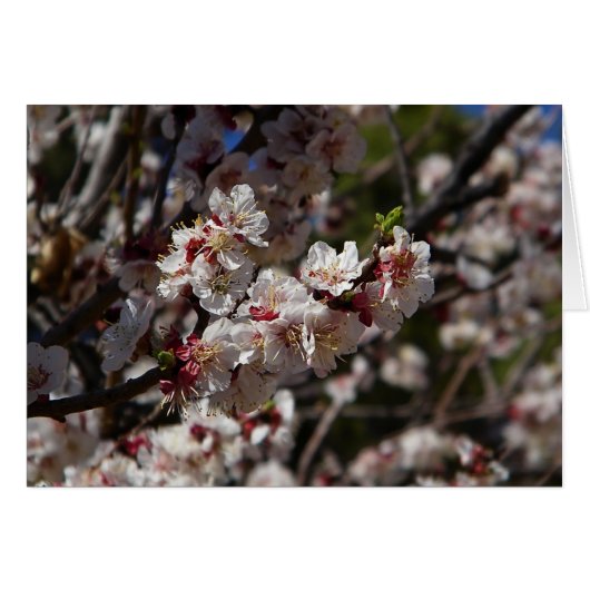 Cherry Blossom (Voorkant Horizontaal)