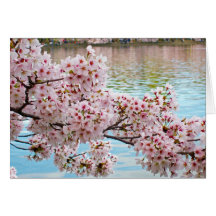 Cherry Blossom