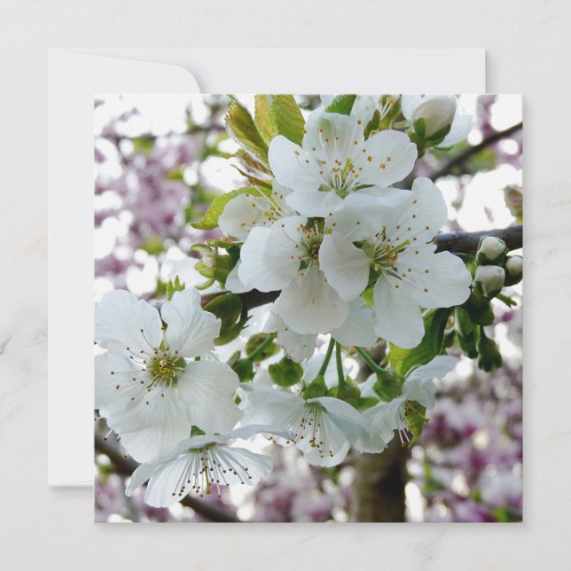 Cherry Blossom (Voorkant)