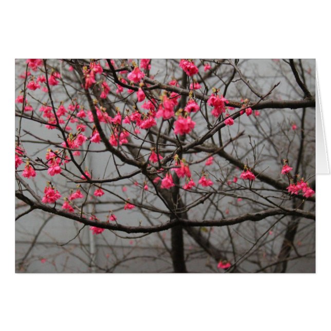 Cherry Blossom (Voorkant Horizontaal)