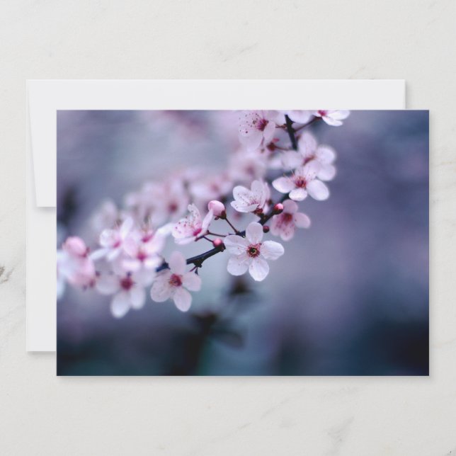 Cherry Blossom (Voorkant)