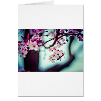 Cherry Blossom