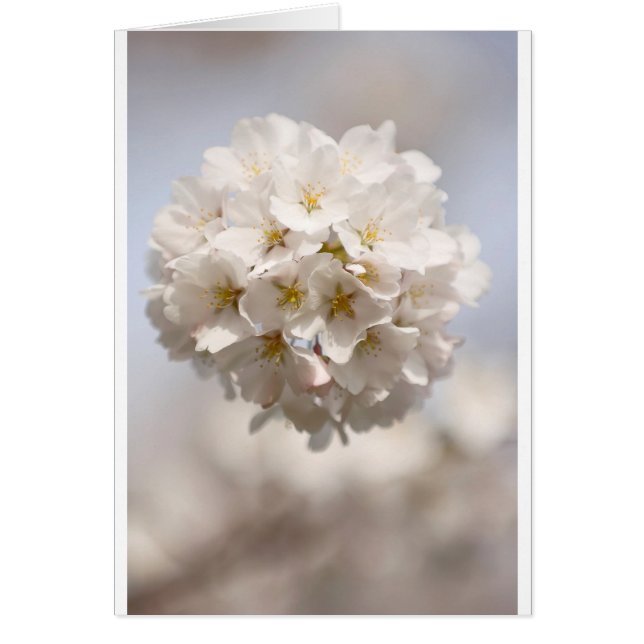 Cherry Blossom (Voorkant)