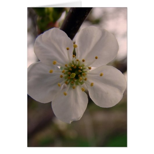 Cherry Blossom (Voorkant)