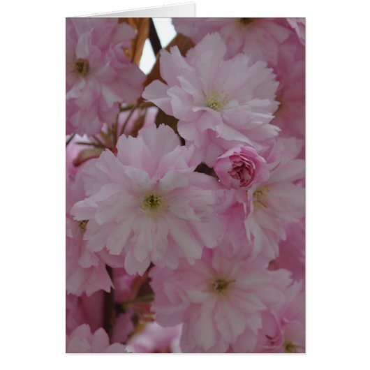 Cherry Blossom (Voorkant)