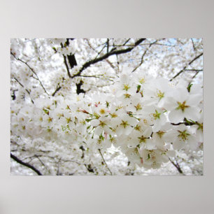 Cherry Blossom 12 Poster