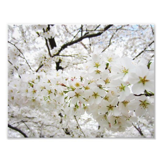 Cherry Blossom 12 Print Foto Afdruk (Voorkant)