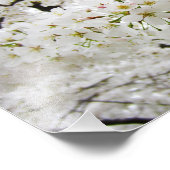Cherry Blossom 12 Print Foto Afdruk (Hoek)