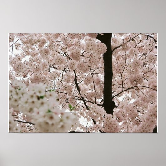 Cherry Blossom 1 Poster (Voorkant)