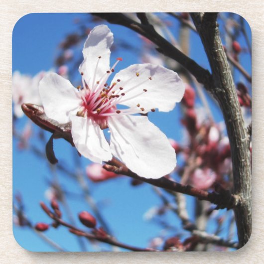 Cherry Blossom 2 Drankjes Onderzetter (Voorkant)