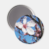 Cherry Blossom 2 Magneet (Voorkant / Achterkant)