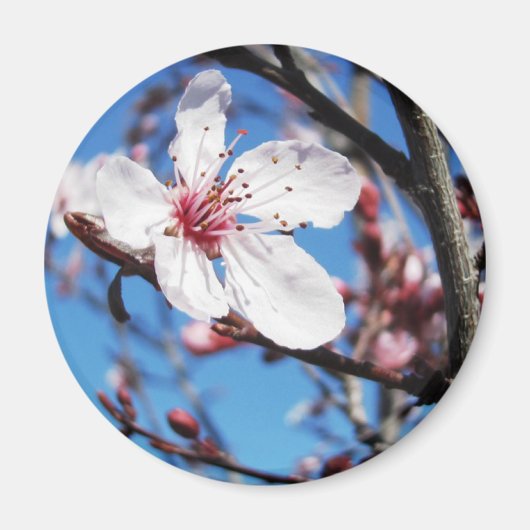 Cherry Blossom 2 Magneet (Voorkant)
