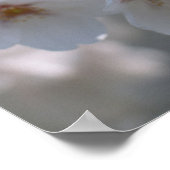 Cherry Blossom 2 Poster (Hoek)