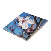Cherry Blossom 2 Tegeltje (Zijkant)