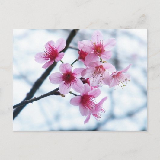 Cherry Blossom - A Briefkaart (Voorkant)