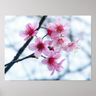 Cherry Blossom - A Poster