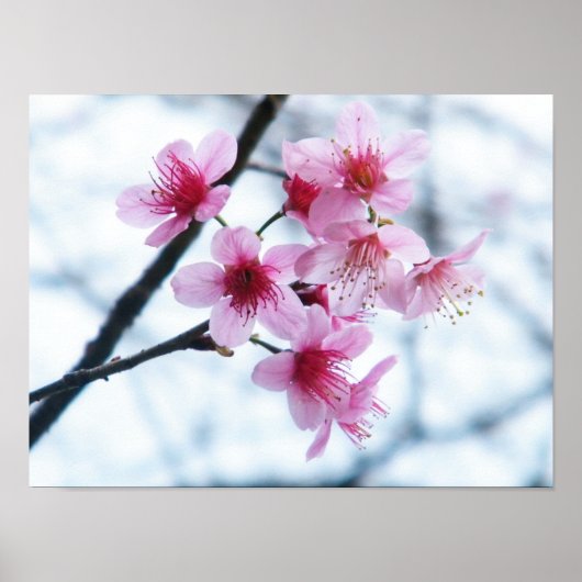 Cherry Blossom - A Poster (Voorkant)
