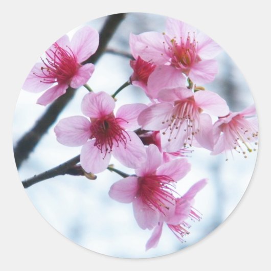 Cherry Blossom - A Ronde Sticker (Voorkant)