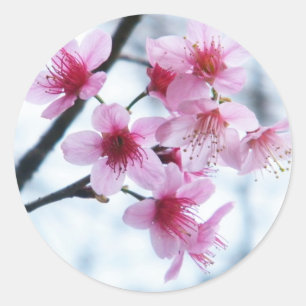 Cherry Blossom - A Ronde Sticker