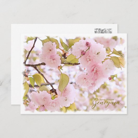 Cherry Blossom "Benigasa" ポストカード Briefkaart (Voorkant / Achterkant)