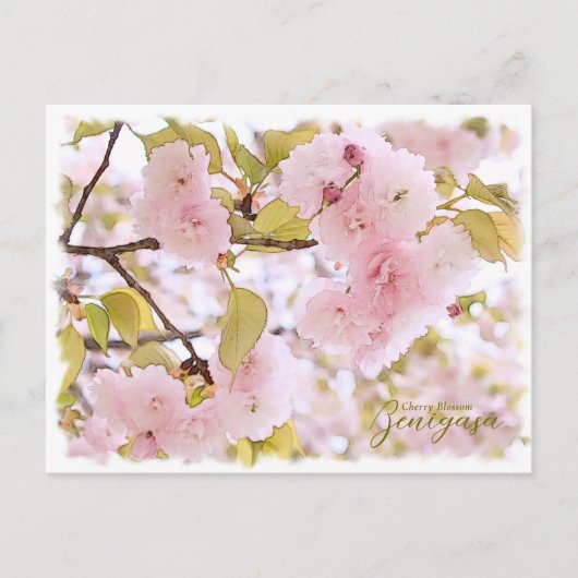 Cherry Blossom "Benigasa" ポストカード Briefkaart (Voorkant)