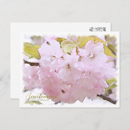 Cherry Blossom "Benitemari" ポストカード Briefkaart (Voorkant / Achterkant)