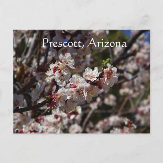 Cherry Blossom blooming in Prescott, Arizona Briefkaart (Voorkant)