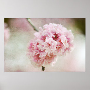 Cherry Blossom Botanical Poster