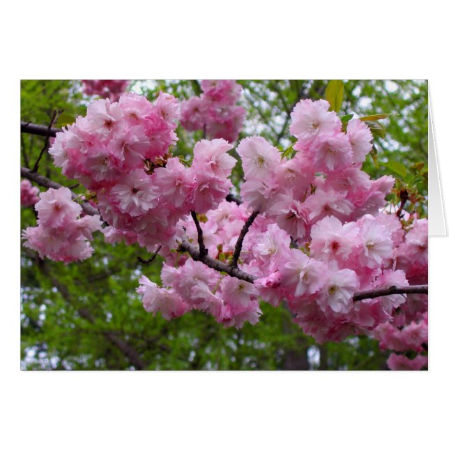 Cherry blossom branch (Voorkant Horizontaal)