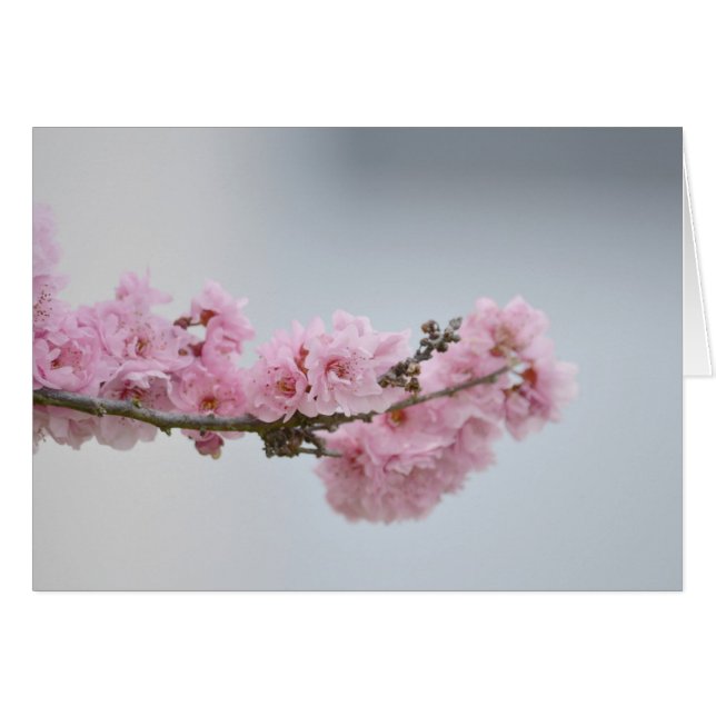 Cherry Blossom Branch (Voorkant Horizontaal)