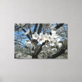 Cherry Blossom Branch Canvas Afdruk (Voorkant)