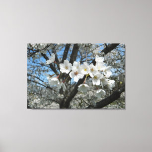 Cherry Blossom Branch Canvas Afdruk