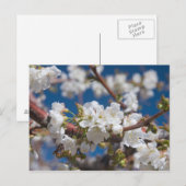 Cherry Blossom Briefkaart (Voorkant / Achterkant)