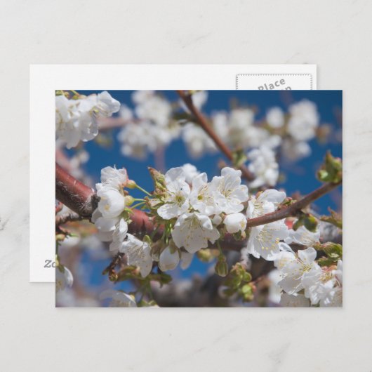 Cherry Blossom Briefkaart (Voorkant / Achterkant)