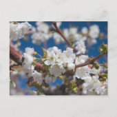 Cherry Blossom Briefkaart (Voorkant)