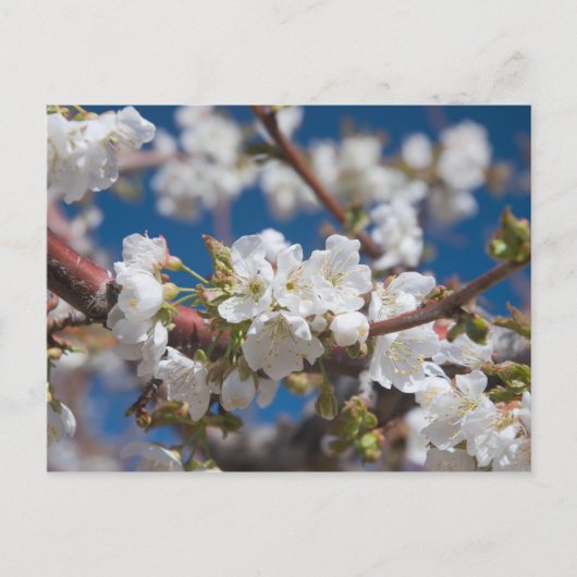 Cherry Blossom Briefkaart (Voorkant)