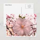 Cherry Blossom Briefkaart (Voorkant / Achterkant)