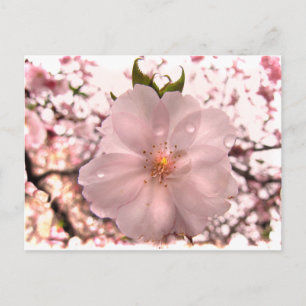 Cherry Blossom Briefkaart