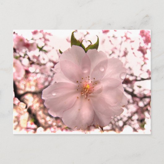 Cherry Blossom Briefkaart (Voorkant)