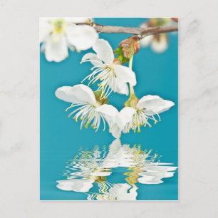 Cherry-Blossom Briefkaart