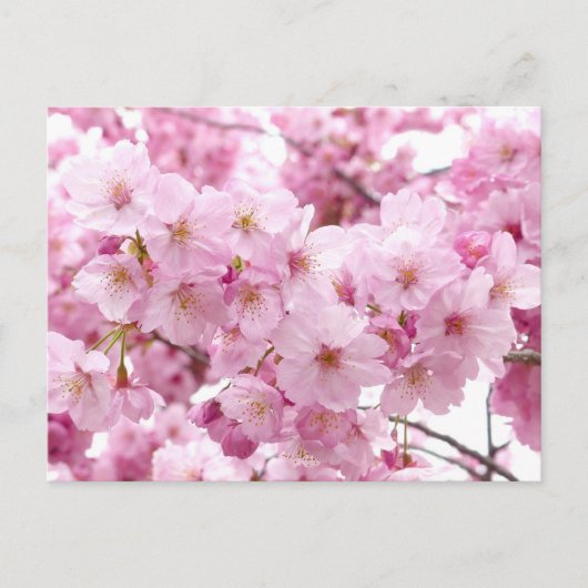 Cherry blossom briefkaart (Voorkant)