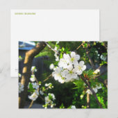 Cherry Blossom Briefkaart (Voorkant / Achterkant)