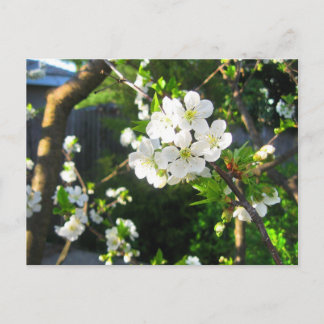 Cherry Blossom Briefkaart