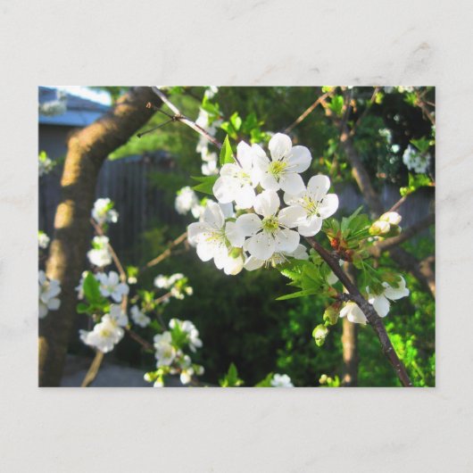 Cherry Blossom Briefkaart (Voorkant)