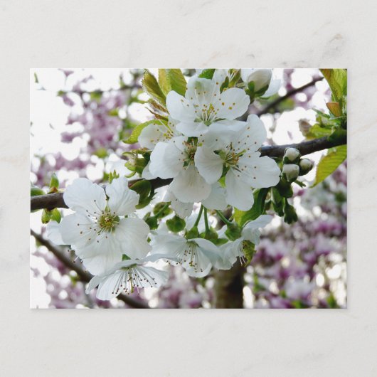 Cherry Blossom Briefkaart (Voorkant)