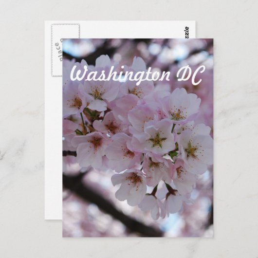 Cherry Blossom Briefkaart (Voorkant / Achterkant)