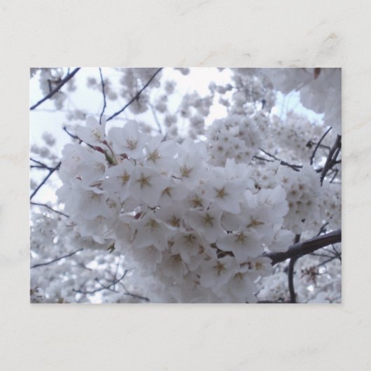 Cherry Blossom Briefkaart (Voorkant)