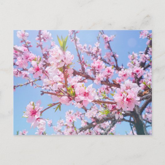 Cherry Blossom Briefkaart (Voorkant)