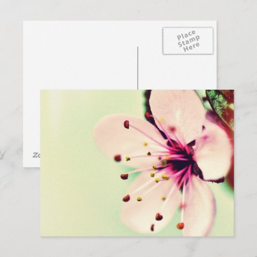 Cherry Blossom Briefkaart (Voorkant / Achterkant)